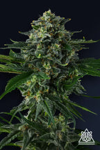 Eye Candy Line Vol. 2 - Philbo Baggins - Feminized 7Seeds