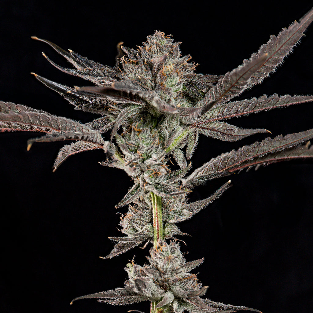 Propa Candy🏆Feminized 3Seeds