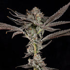Propa Candy🏆Feminized 3Seeds