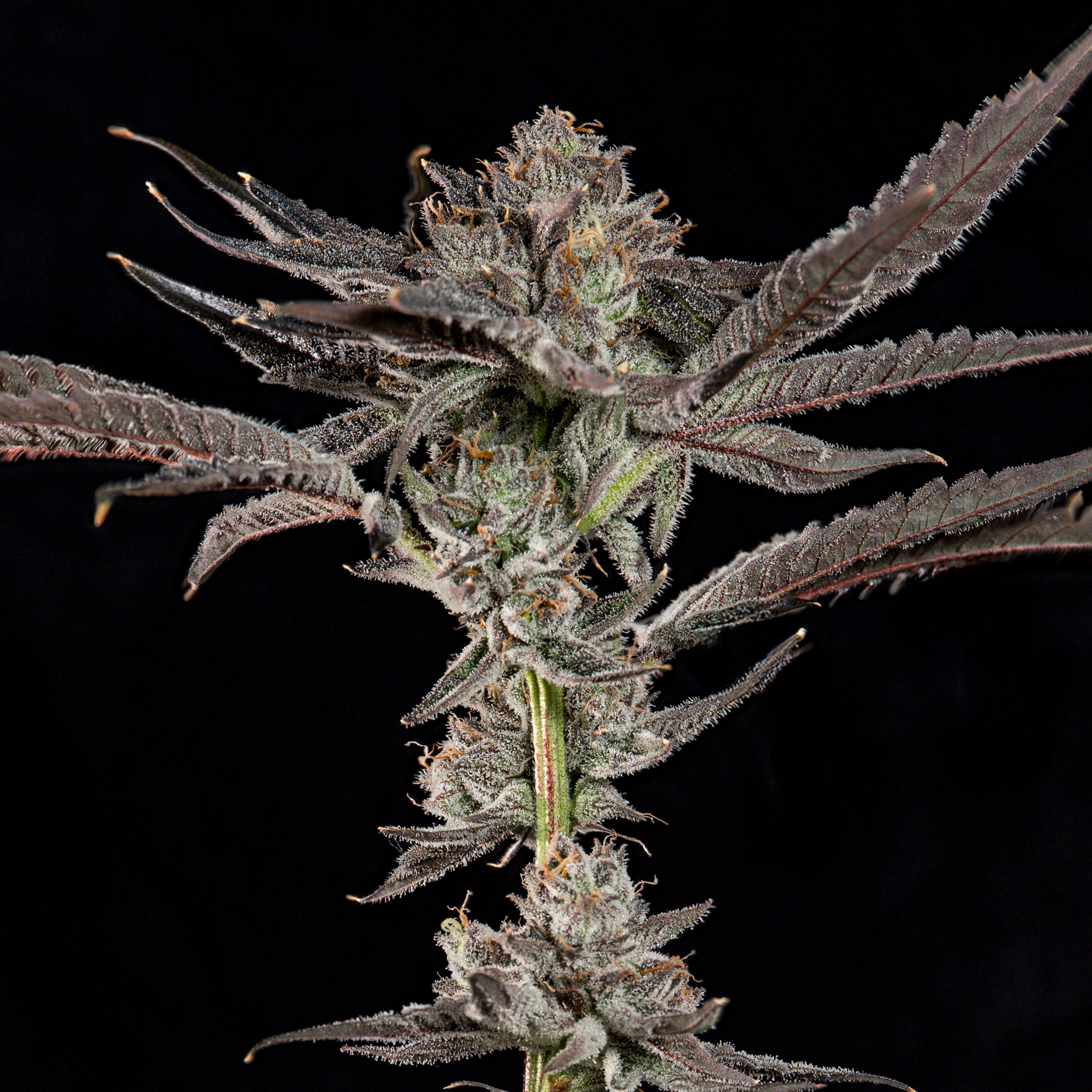 Propa Candy🏆Feminized 3Seeds