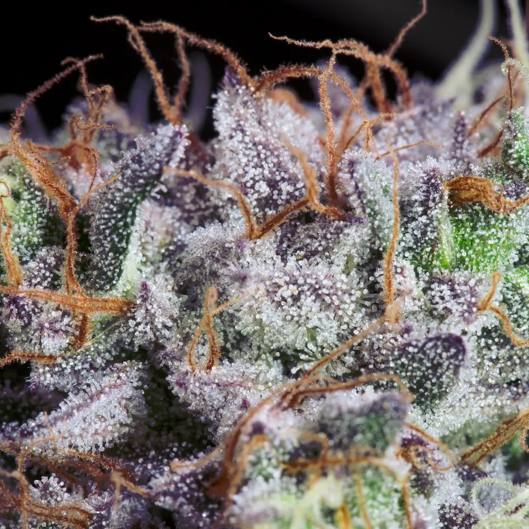 Purple Mints Feminized 3Seeds