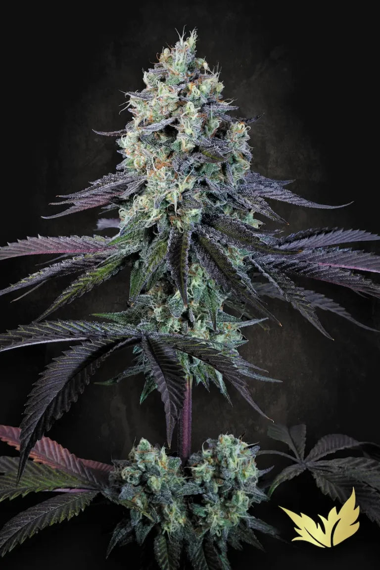 Purple Mints Feminized 3Seeds
