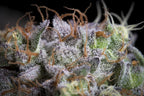 Purple Mints Feminized 3Seeds