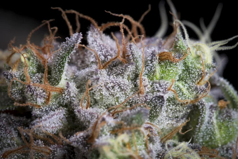 Purple Mints Feminized 3Seeds