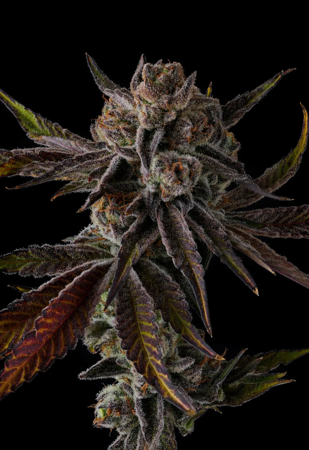 Purpel Preserves Feminized 7Seeds