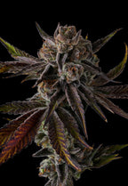 Grape Gasoline - Purpel Preserves - Feminized 7Seeds