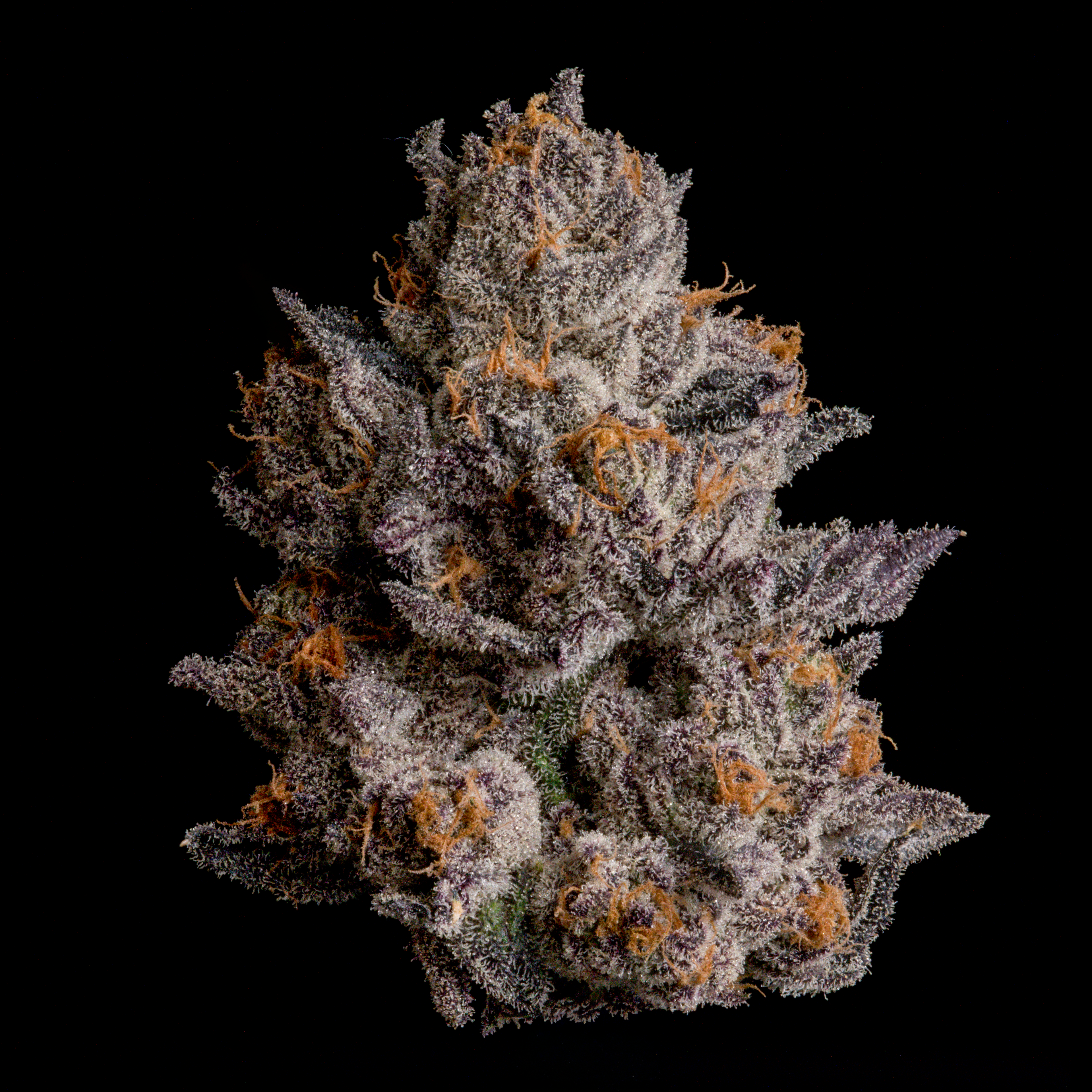 Wizzard Trees, Balck Magic, Black Orchard 3 Seeds