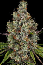 Rainbow Road Feminized 3Seeds