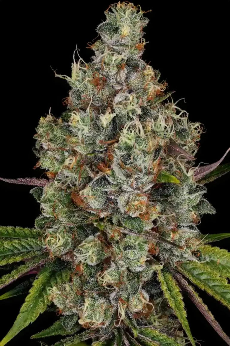 Rainbow Road Feminized 3Seeds