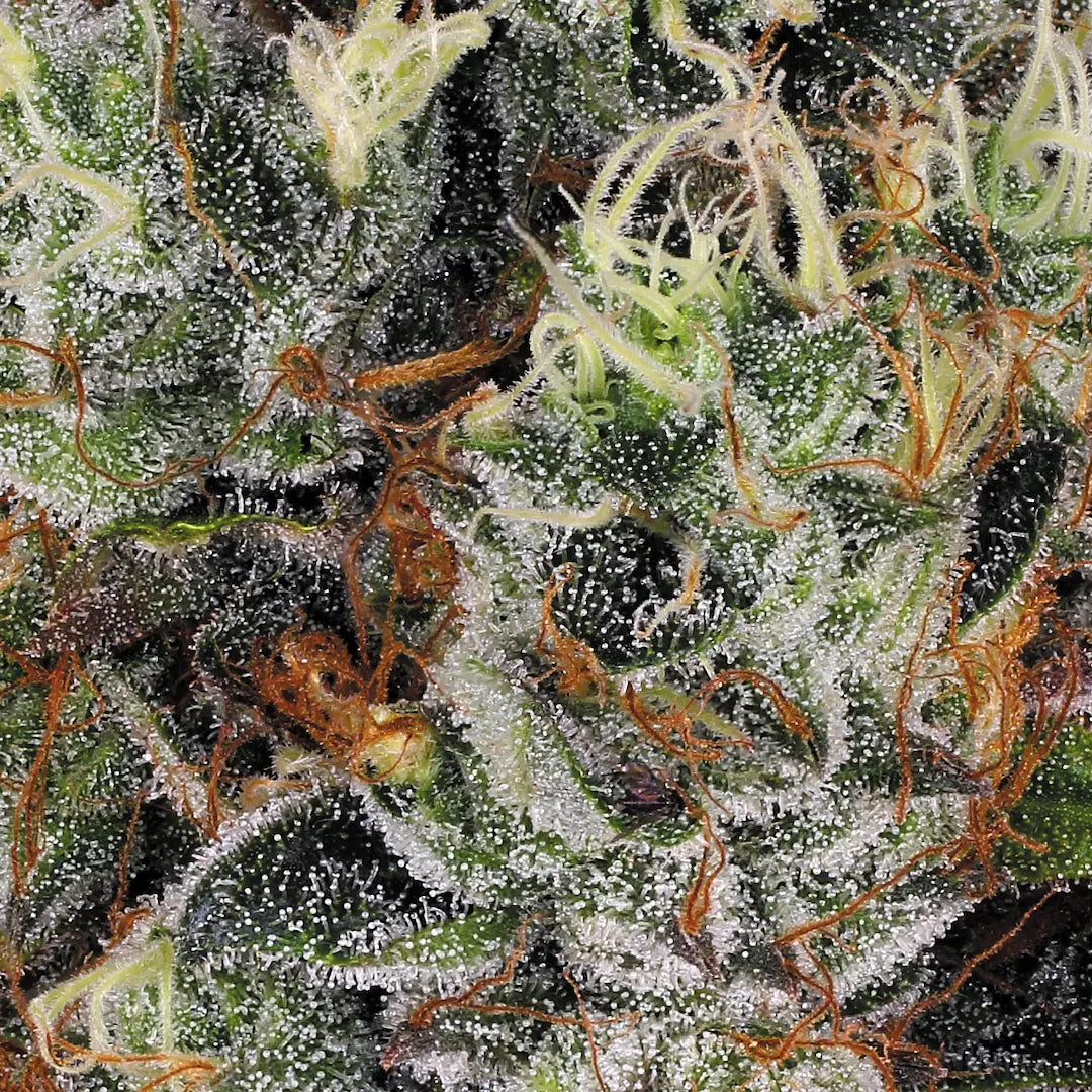 Rainbow Road Feminized 3Seeds