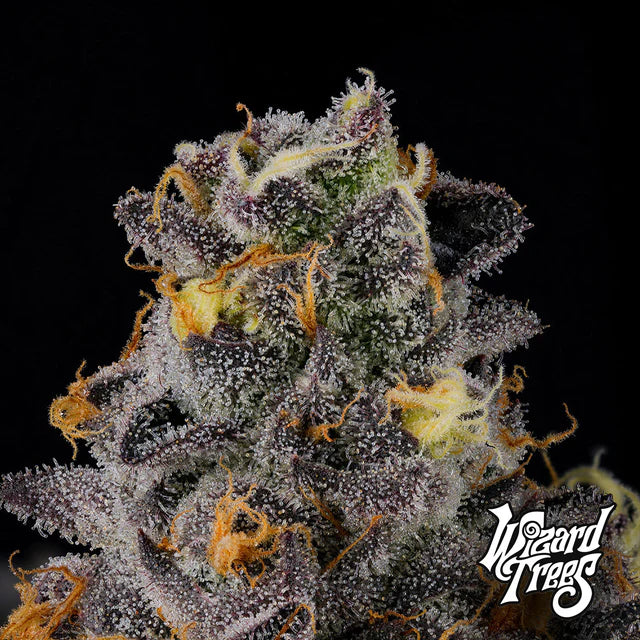 Rainbow Swirl🏆Feminized 3Seeds