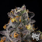 Rainbow Swirl🏆Feminized 3Seeds