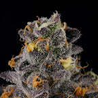 Rainbow Swirl🏆Feminized 3Seeds