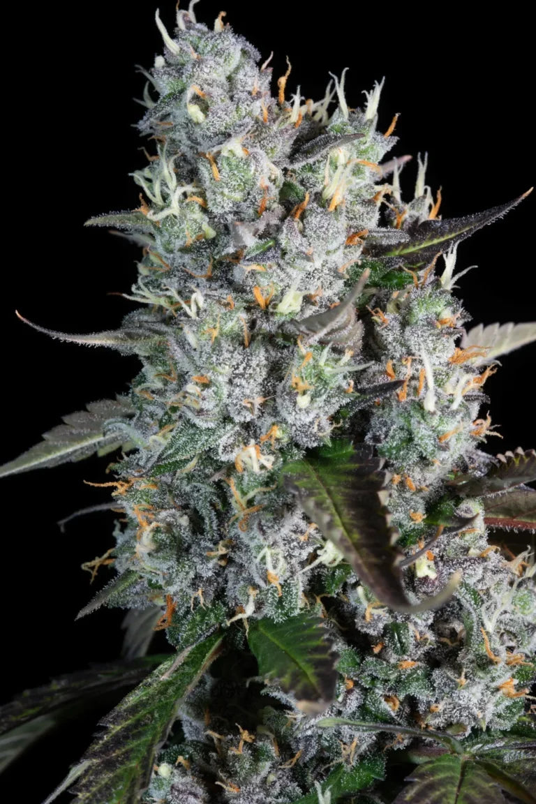 Red Velvet Auto 3Seeds