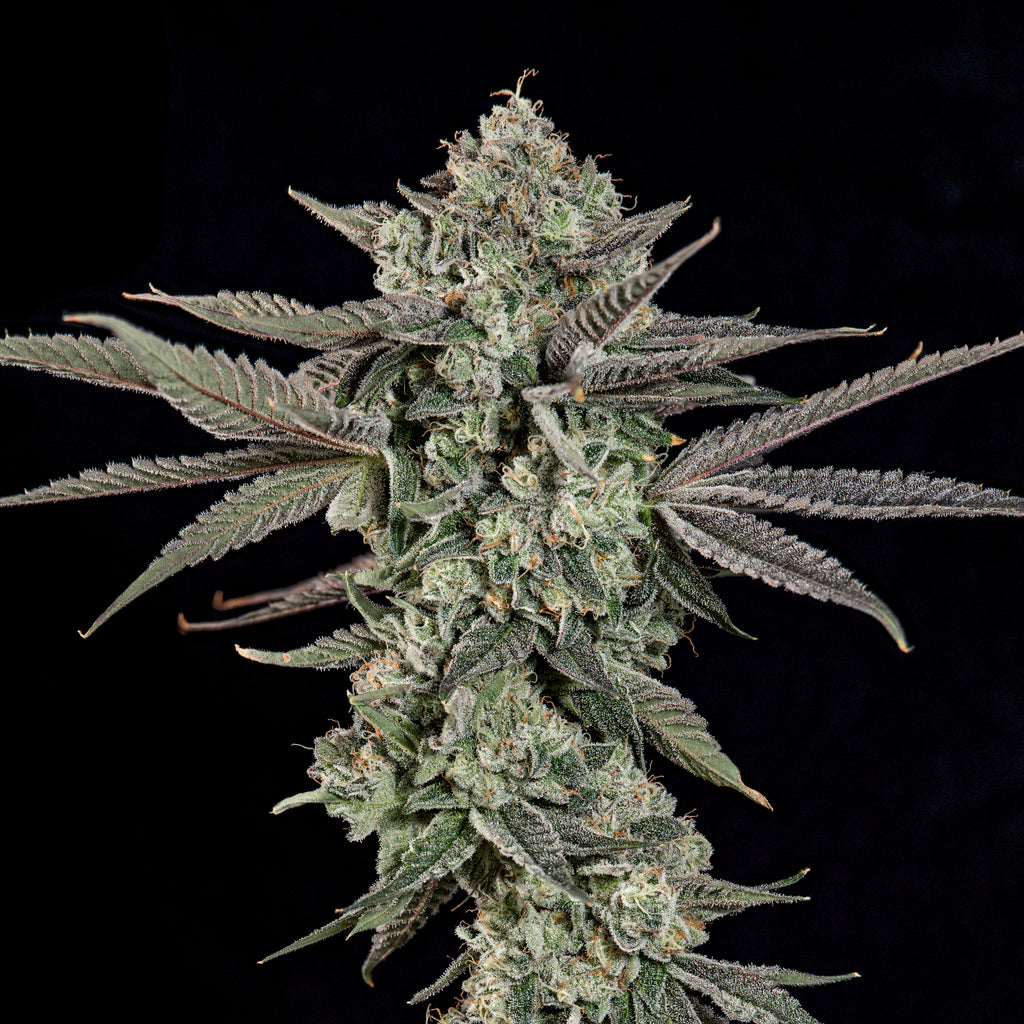 Ropegria🏆Feminized 3Seeds