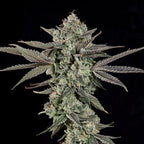 Ropegria🏆Feminized 3Seeds