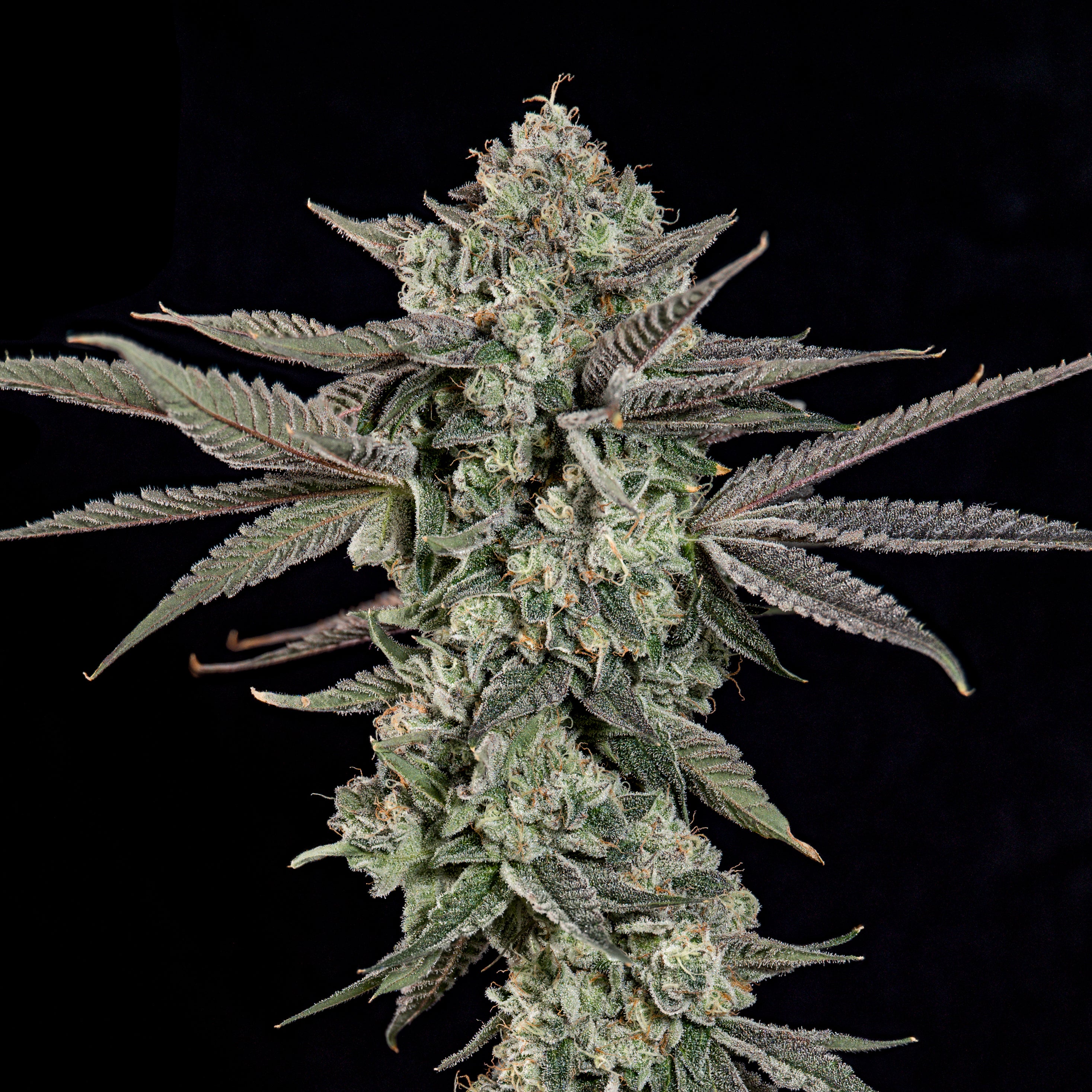 Ropegria🏆Feminized 3Seeds