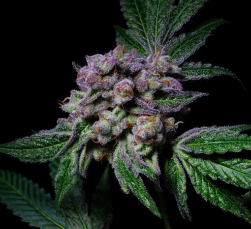 Saure Aloha feminisiert, 1Seed