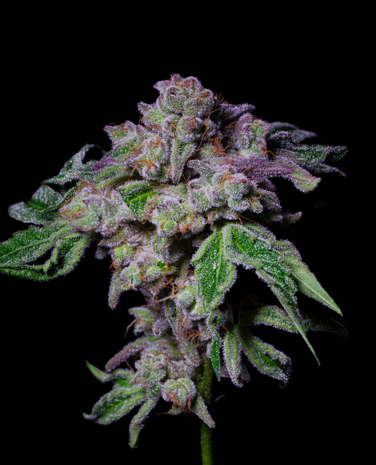 Saure Aloha feminisiert, 1Seed