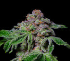 Saure Aloha feminisiert, 1Seed