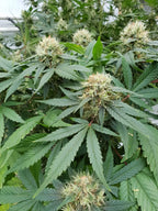 Stromboli Auto 3Seeds