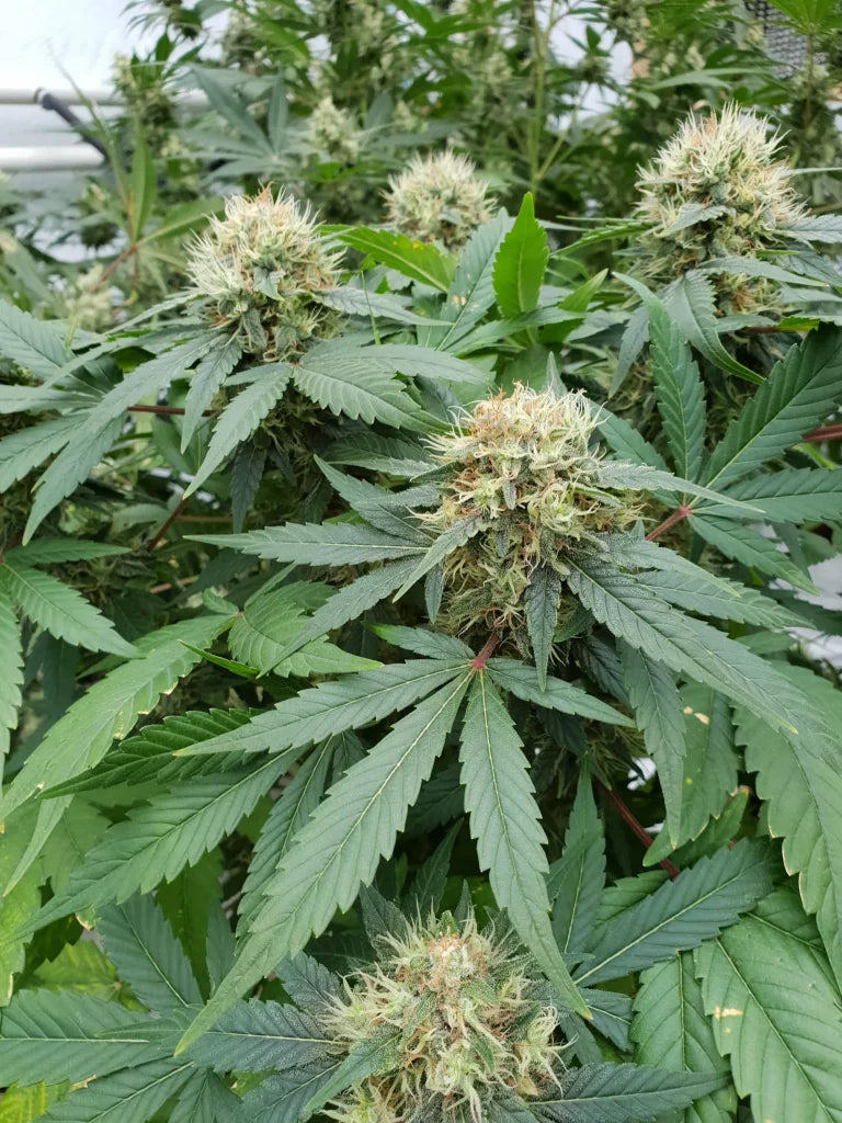 Stromboli Auto 3Seeds