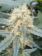 Stromboli Auto 3Seeds
