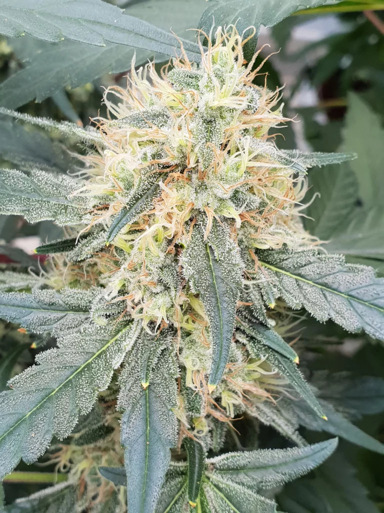 Stromboli Auto 3Seeds