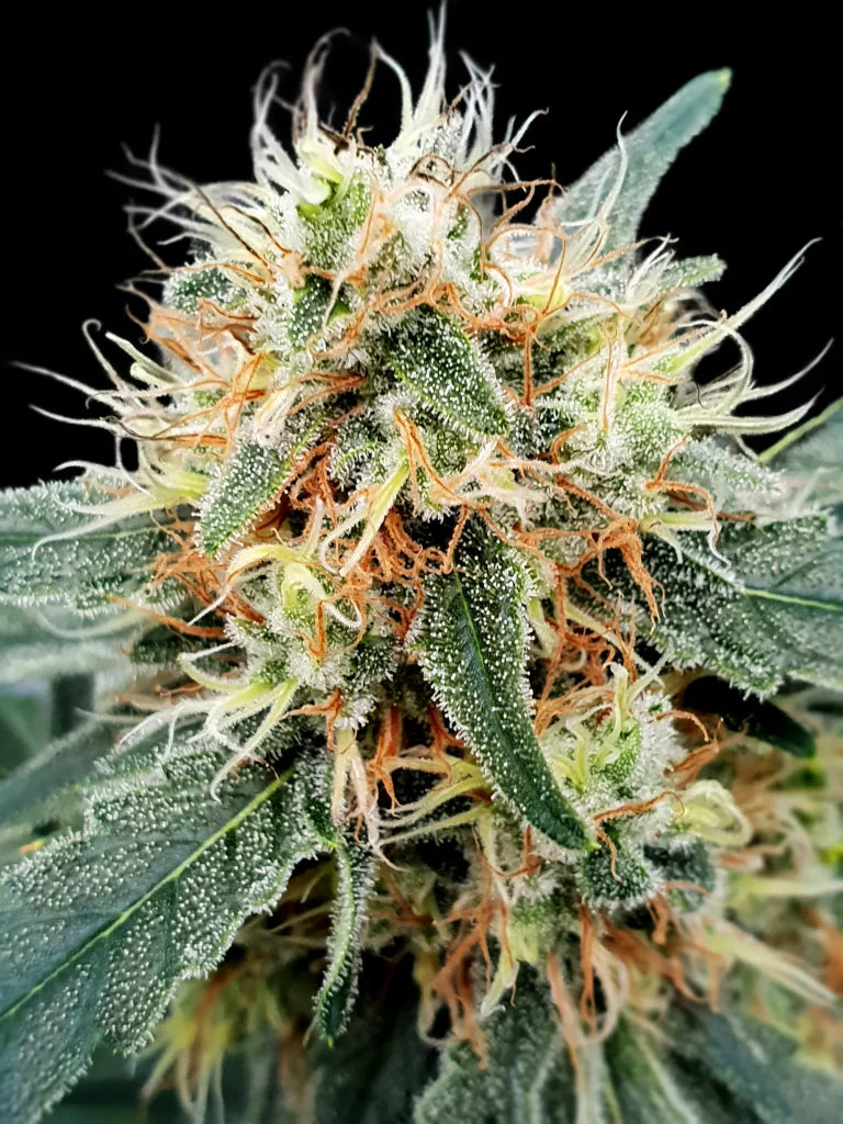Stromboli Auto 3Seeds