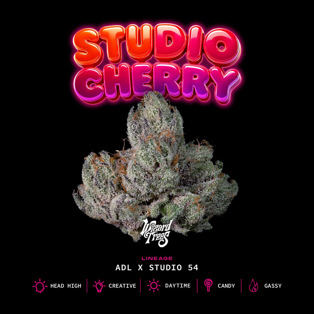 Studio Cherry🏆Feminized, 3 Seeds