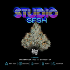 Studio Sesh 🏆 Feminized 3 Seeds