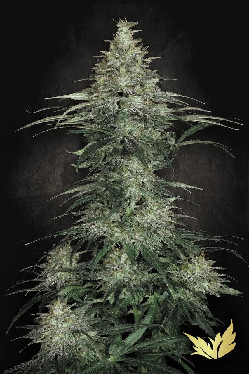 Sensi Star🏆Feminized 3Seeds