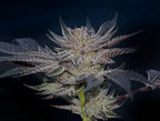 Compound Genetic - Slipstream - Feminized 5Seeds