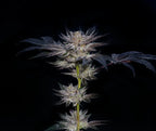 Compound Genetic - Slipstream - Feminized 5Seeds
