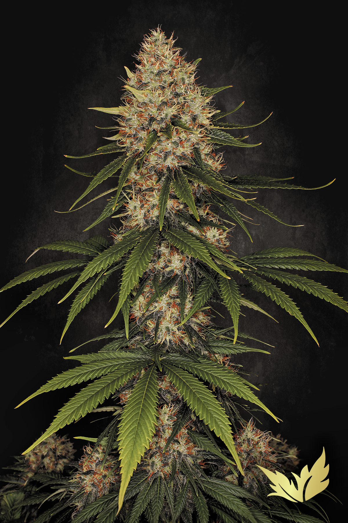 Space Cookies Feminized 3Seeds