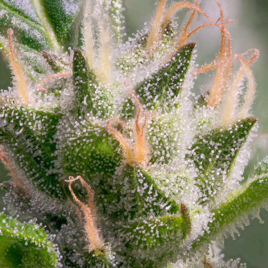 Stromboli Auto 3Seeds