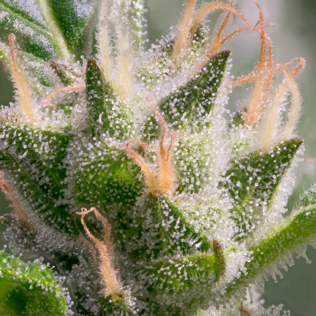 Stromboli Auto 3Seeds