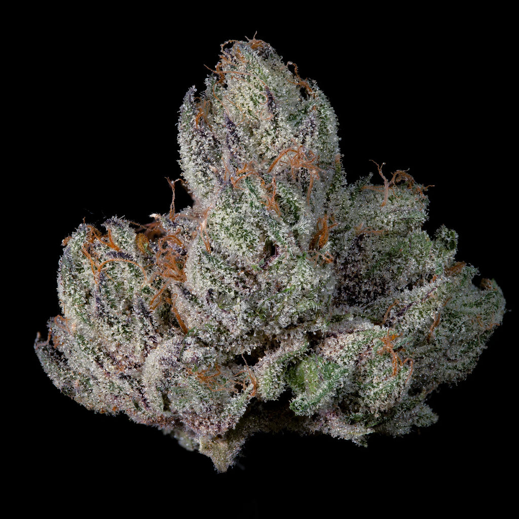 Studio Cherry🏆Feminized, 3 Seeds