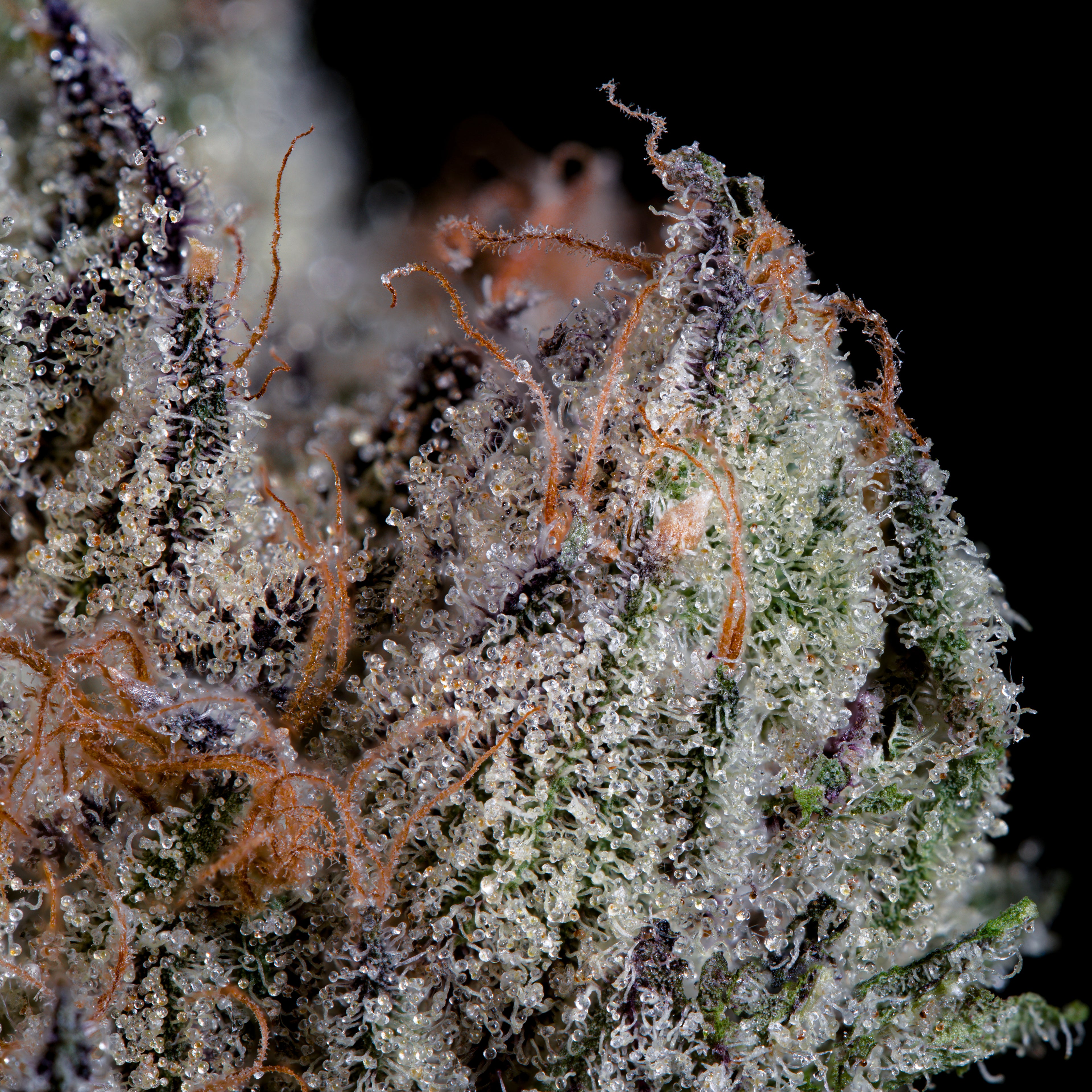 Studio Cherry🏆Feminized 3 Seeds