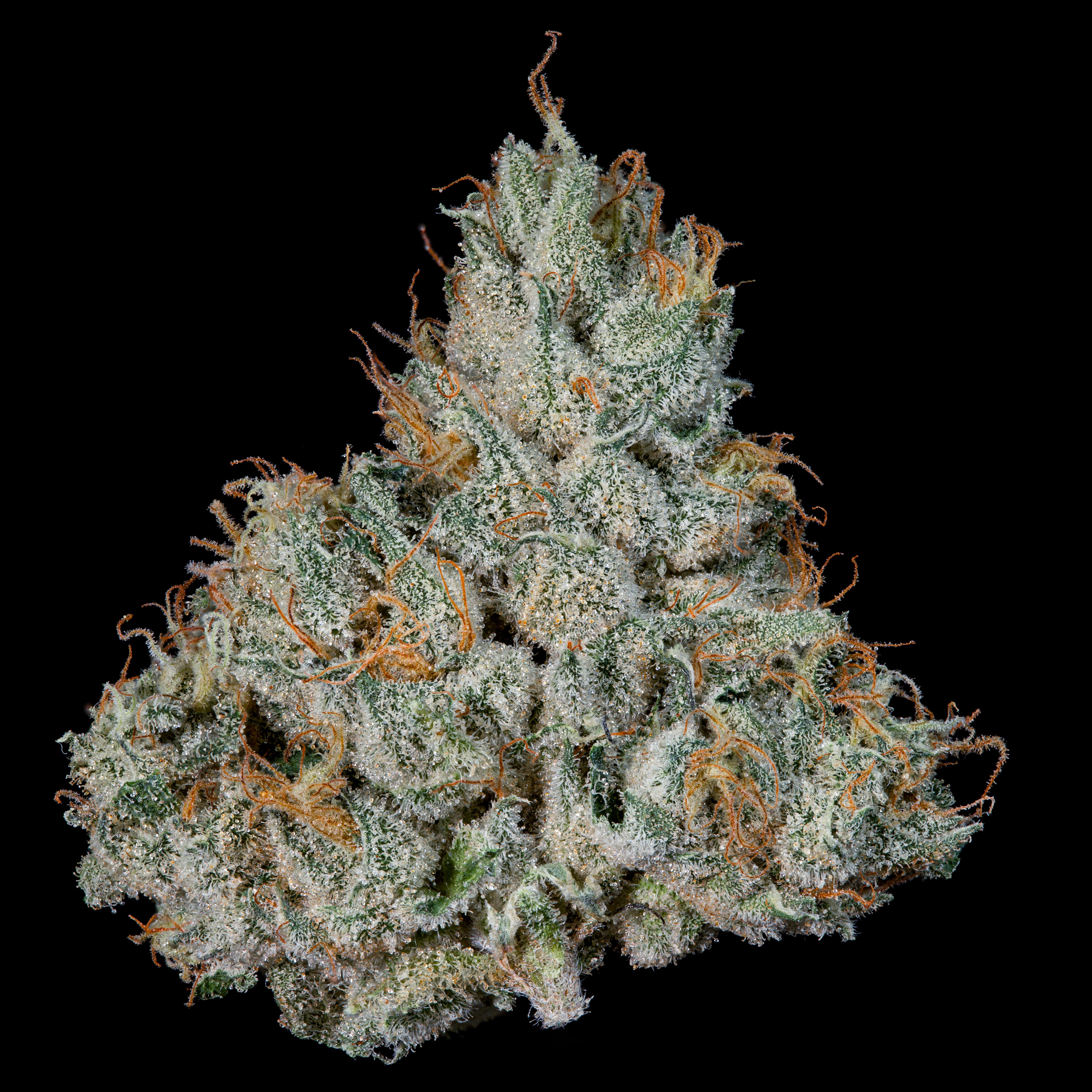 Studio Sesh 🏆 Feminized 3 Seeds