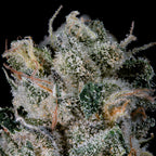 Studio Sesh 🏆 Feminized 3 Seeds