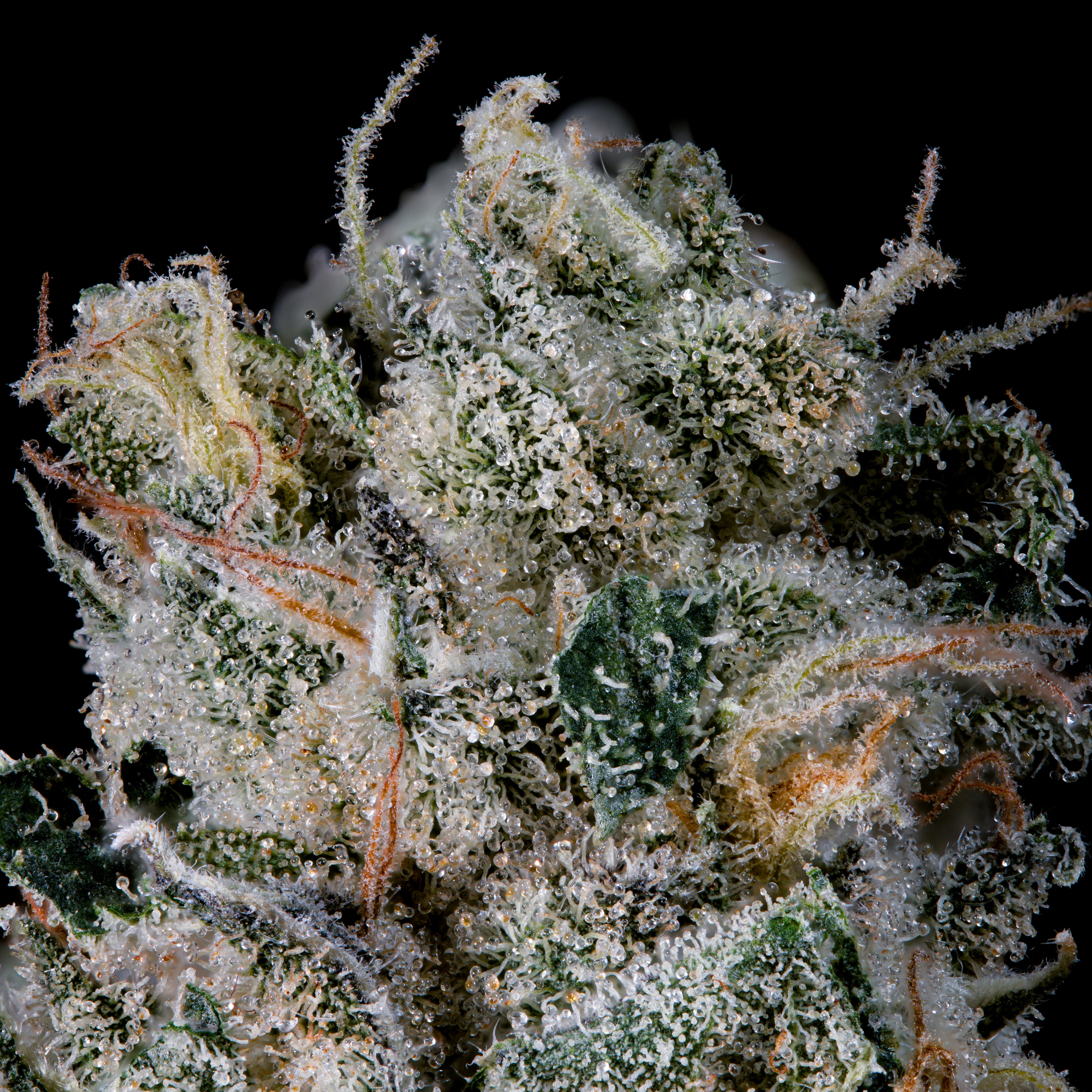 Studio Sesh 🏆 Feminized 3 Seeds