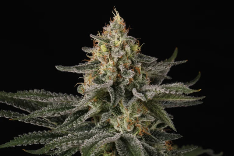 Sunset Paradise🏆Feminized 3Seeds