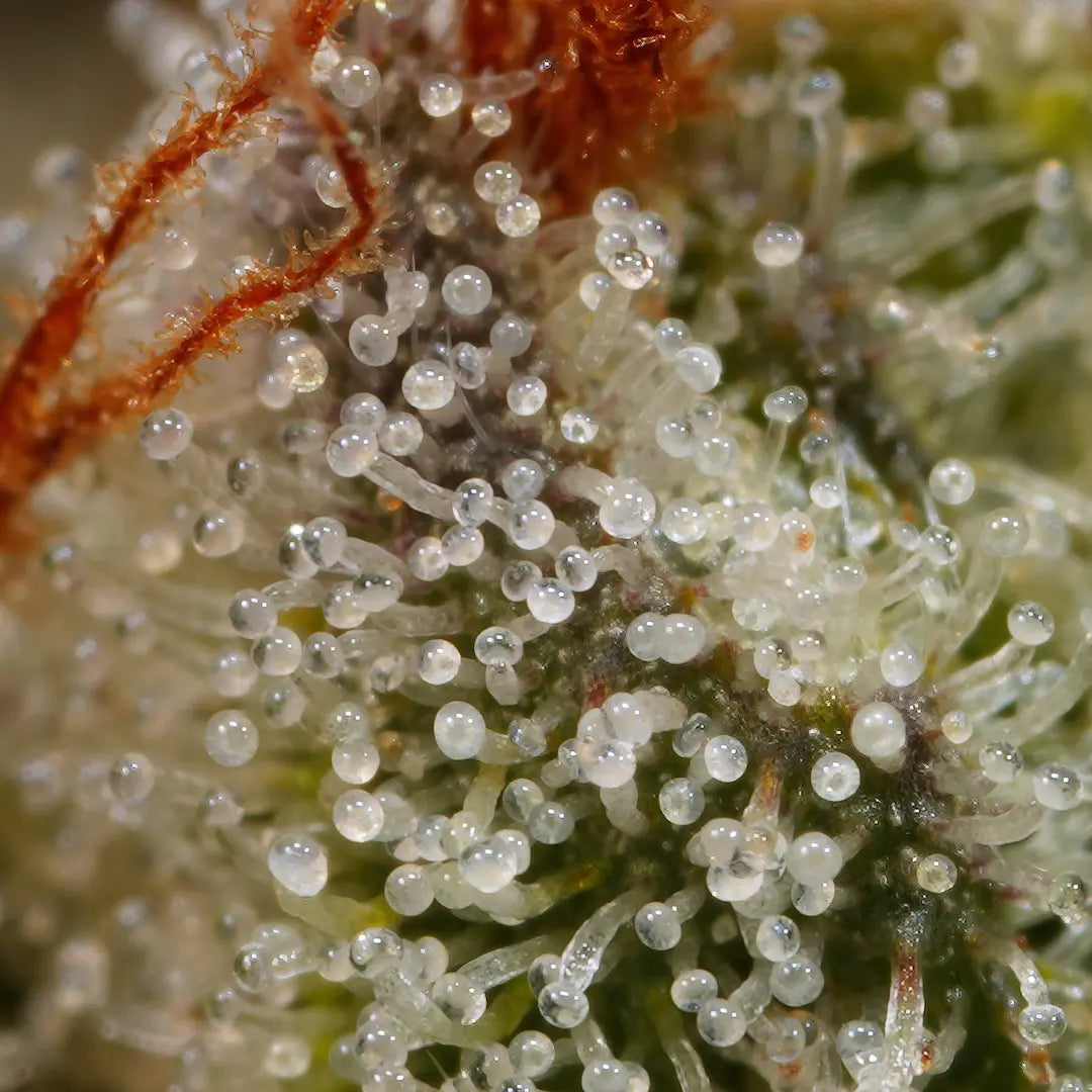Sunset Paradise🏆Feminized 3Seeds