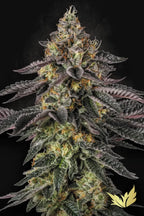Sunset Paradise🏆Feminized 3Seeds