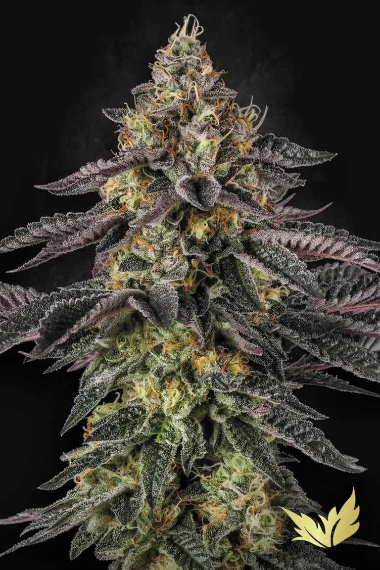 Sunset Paradise🏆Feminized 3Seeds