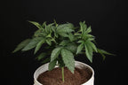 Sunset Paradise🏆Feminized 3Seeds