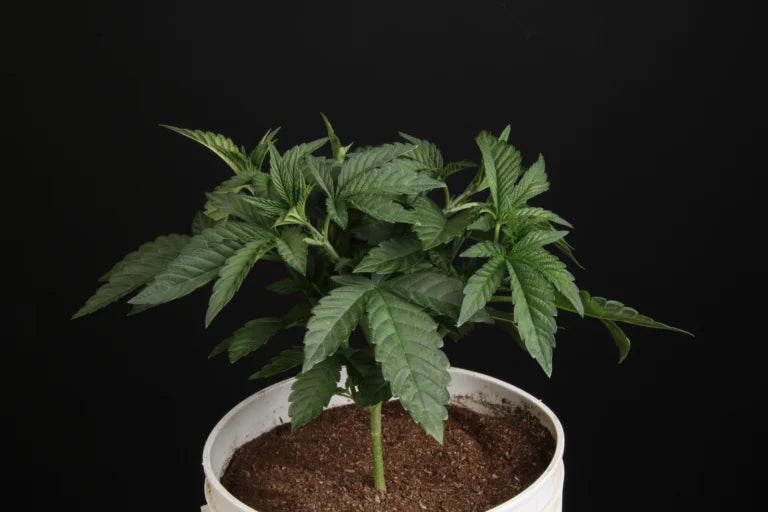 Sunset Paradise🏆Feminized 3Seeds