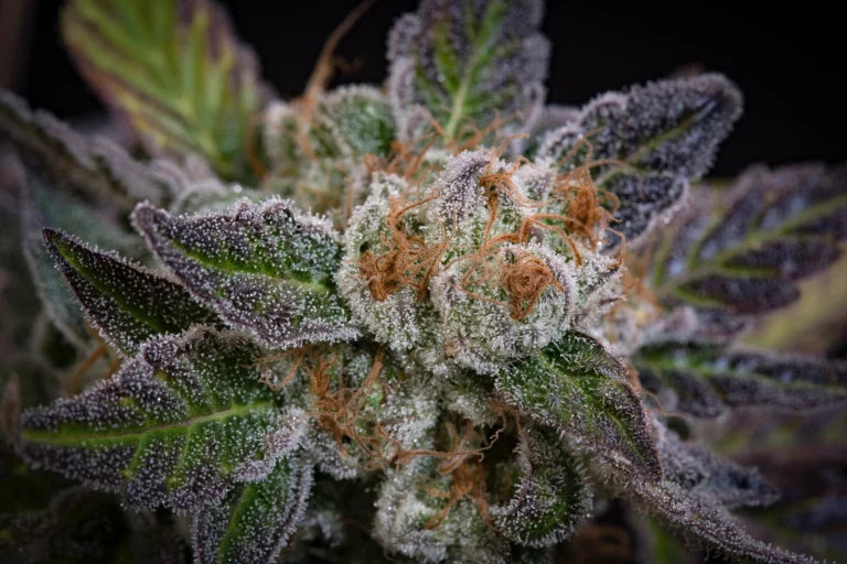 Sweetopia Feminized 3Seeds