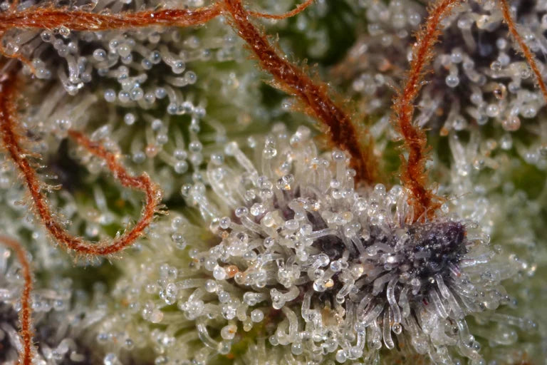 Sweetopia Feminized 3Seeds